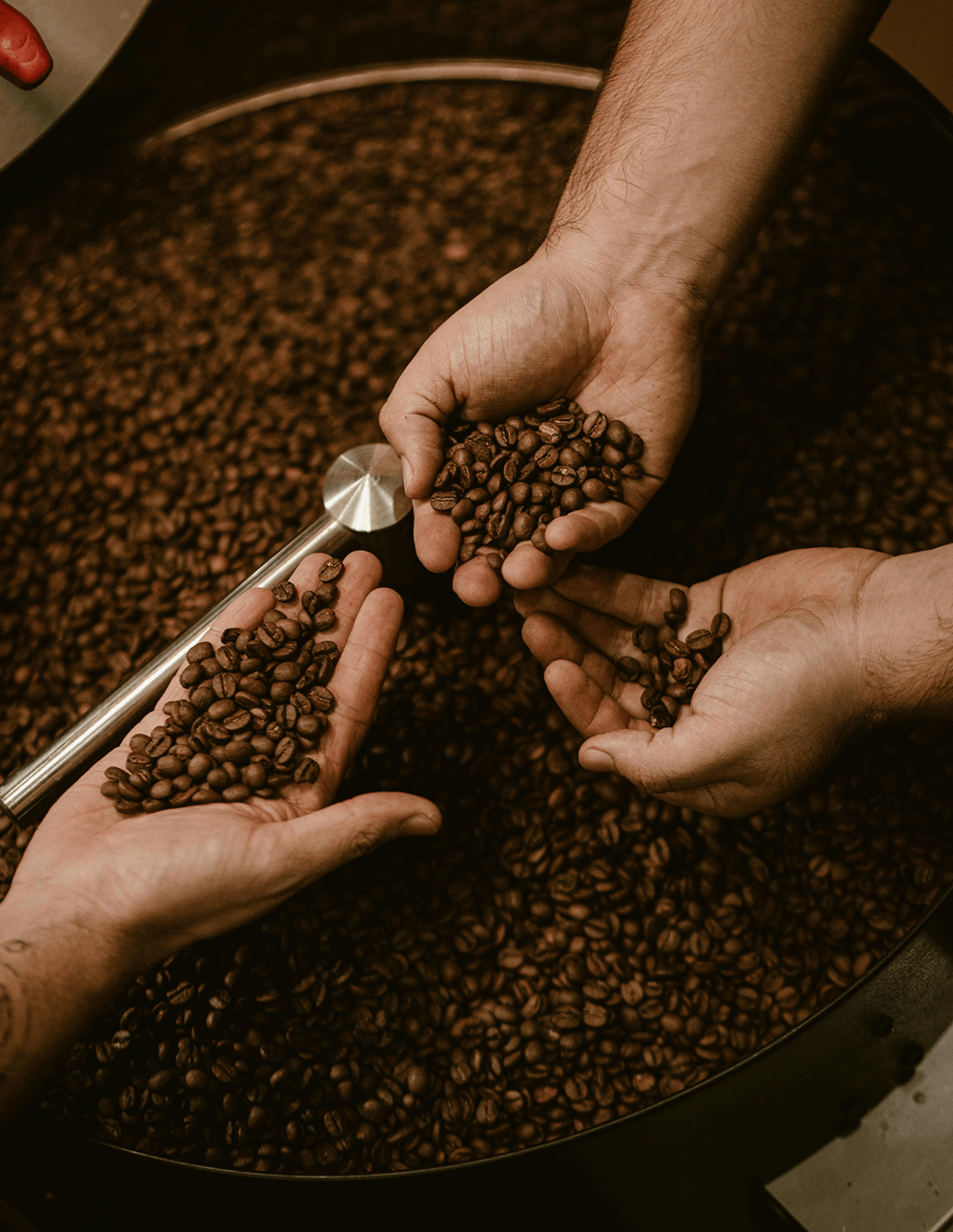 Three hands cradle roasted coffee beans above a the cooling tray of a coffee toaster.